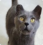Sir Grey